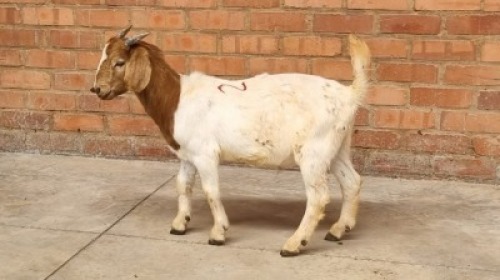 1X BOERBOK BUCK VAUGHN OLCKERS
