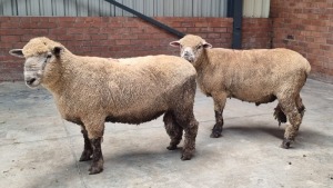 2X HAMPSHIRE DOWN X ILL DE FRANCE RAM PHILLIP SCHERMAN