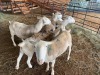 LOT 36 - 5 X  (F) WIT DORPER  LANIE KRUGER  (PER STUK OM LOT TE NEEM/PER PIECE TO TAKE THE LOT)