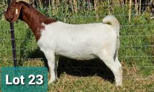 LOT 123 1 X BOERBOK OOI/EWE Mckay Boerbok - KUDDE\FLOCK