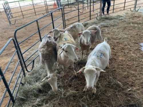 LOT 37&nbsp;- 5 X&nbsp; (F) WIT DORPER&nbsp; LANIE KRUGER&nbsp; (PER STUK OM LOT TE NEEM/PER PIECE TO TAKE THE LOT)