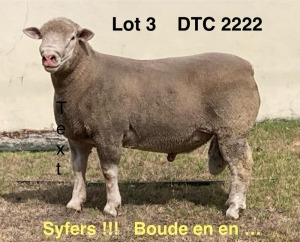 1X ILE DE FRANCE STUD RAM CLARKE SD & TA