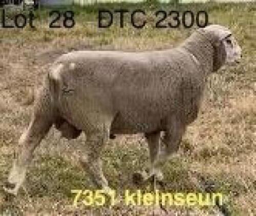 1X ILE DE FRANCE FLOCK RAM CLARKE SD & TA