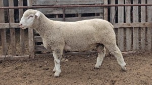 1X ILE DE FRANCE STUD RAM HENLIN STOETERY