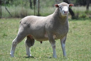 1X ILE DE FRANCE STUD RAM G.W. VAN DER LINDE