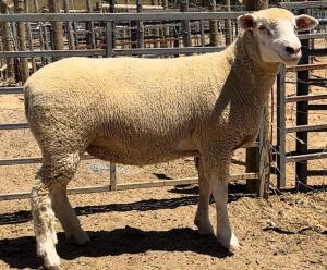 1X ILE DE FRANCE PREGNANT STUD EWE WALCON