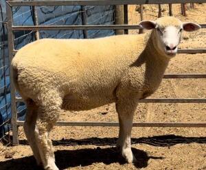 1X ILE DE FRANCE STUD EWE WALCON