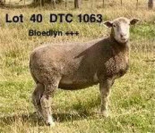 1X ILE DE FRANCE STUD EWE CLARKE SD & TA