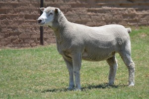 1X ILE DE FRANCE PREGNANT STUD EWE G.W. VAN DER LINDE