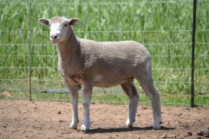 1X ILE DE FRANCE PREGNANT STUD EWE G.W. VAN DER LINDE