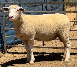 1X ILE DE FRANCE STUD EWE WALCON