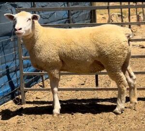 1X ILE DE FRANCE STUD EWE WALCON