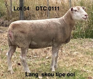 1X ILE DE FRANCE STUD EWE CLARKE SD & TA