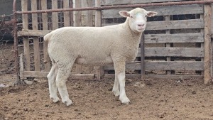 1X ILE DE FRANCE STUD EWE HENLIN STOETERY