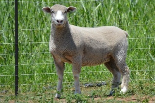 1X ILE DE FRANCE STUD EWE G.W. VAN DER LINDE