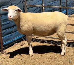 1X ILE DE FRANCE STUD EWE WALCON