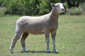 1X ILE DE FRANCE PREGNANT STUD EWE G.W. VAN DER LINDE