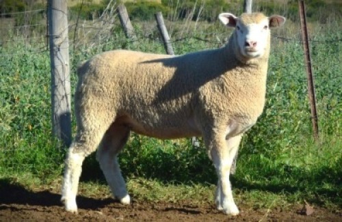 1X ILE DE FRANCE STUD EWE F.J. VAN WYK
