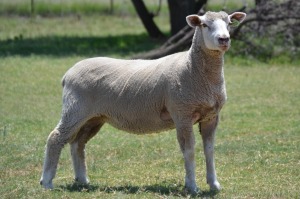 1X ILE DE FRANCE PREGNANT STUD EWE G.W. VAN DER LINDE