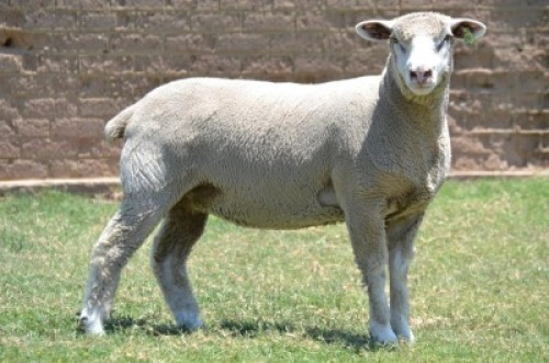 1X ILE DE FRANCE PREGNANT STUD EWE G.W. VAN DER LINDE