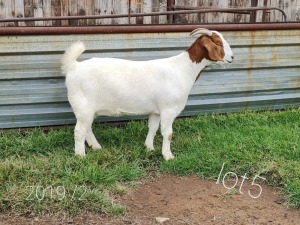 LOT 105 1 X BOERBOK OOI/EWE Ingwe Boerbokke - STOET/STUD