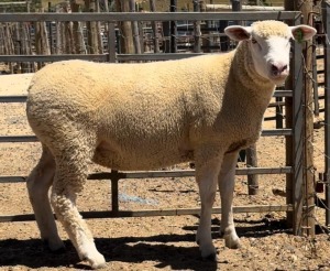 1X ILE DE FRANCE STUD EWE WALCON