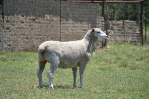 1X ILE DE FRANCE PREGNANT STUD EWE G.W. VAN DER LINDE