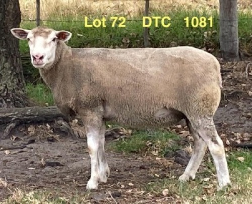 1X ILE DE FRANCE STUD EWE CLARKE SD & TA