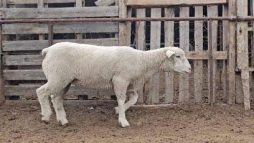 1X ILE DE FRANCE STUD EWE HENLIN STOETERY