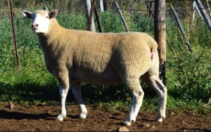 1X ILE DE FRANCE STUD EWE F.J. VAN WYK