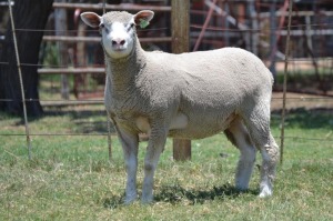 1X ILE DE FRANCE PREGNANT STUD EWE G.W. VAN DER LINDE