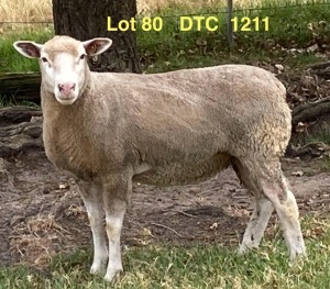 1X ILE DE FRANCE STUD EWE CLARKE SD & TA