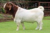 1X BOER GOAT C-C BUCK Rietkuil Boerbokstoet