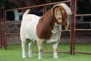 1X BOER GOAT STUD BUCK Rietkuil Boerbokstoet