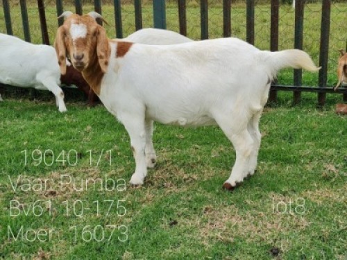 LOT 108 1 X BOERBOK OOI/EWE Ingwe Boerbokke - KUDDE/FLOCK