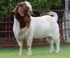 1X BOER GOAT STUD BUCK Rietkuil Boerbokstoet