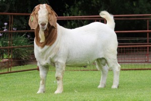 1X BOER GOAT STUD BUCK Rietkuil Boerbokstoet