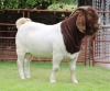 1X BOER GOAT FLOCK BUCK Rietkuil Boerbokstoet