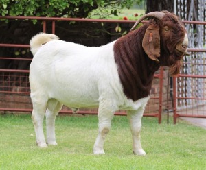 1X BOER GOAT FLOCK BUCK Rietkuil Boerbokstoet