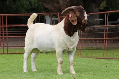 1X BOER GOAT STUD BUCK Rietkuil Boerbokstoet