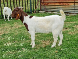 LOT 107 1 X BOERBOK OOI/EWE Ingwe Boerbokke - KUDDE/FLOCK