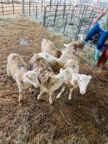LOT 39&nbsp;- 6&nbsp;X&nbsp; (F) WIT DORPER&nbsp; LANIE KRUGER&nbsp; (PER STUK OM LOT TE NEEM/PER PIECE TO TAKE THE LOT)