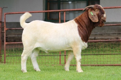 1X BOER GOAT FLOCK ON TEATS BUCK Rietkuil Boerbokstoet