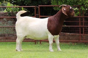 1X BOER GOAT STUD DOE Rietkuil Boerbokstoet