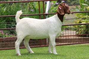 1X BOER GOAT C-C DOE Rietkuil Boerbokstoet