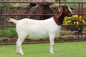 1X BOER GOAT STUD DOE Rietkuil Boerbokstoet