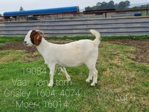 LOT 109 1 X BOERBOK OOI/EWE Ingwe Boerbokke - KUDDE/FLOCK