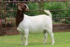 1X BOER GOAT STUD DOE Rietkuil Boerbokstoet