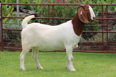 1X BOER GOAT STUD DOE Rietkuil Boerbokstoet