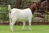 1X BOER GOAT STUD DOE Rietkuil Boerbokstoet